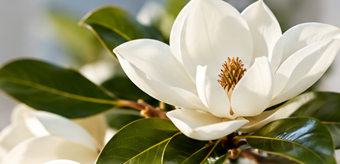 Illustrative close-up of a magnolia flower